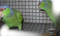 This is a great proven pair of Lilac Crowned Amazons. They are in perfect feather, great weight, surgically sexed and tatooed, and will come with their breeding cage and nest box. They produce at least 1 clutch of 3 babies each season and will feed until
