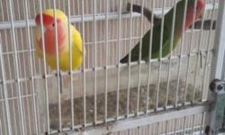 Proven pair lovebirds.
Female lutino.....male green.
$100.....call or text 7864885939.