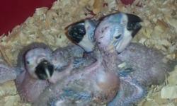 Proven pair of blue and gold macaws.
Ready to breed
Asking $850
Located in Apopka
Call 4073937054