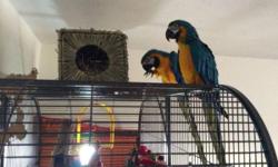 Proven bonded pair who have produced chicks for the past two seasons
Male is 6 years old and female is 5 years old
The macaws are both microchipped and registered and come with hatching / DNA certificates
Both birds have been checked and vet records are