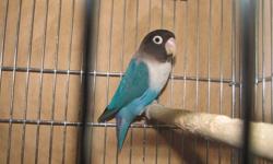 I have a proven pair of blue masked lovebirds. they have given me 2 clutches of beautiful babies. I'm needing to re-home the 2 yr old adult pair. asking $150.00 please contact me at 503-995-0342