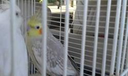 I have one pair of cockatiels for sale the male is a lutino and the female is a cinamon pied proven very nice birds great price call 813-900-4729 thanks !