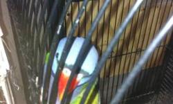 These are an absolutely beautiful proven pair of birds perfect everything and both birds do talk even though they're breeders domestic docile stock. Baby hand fed derbyans range from $1000 to $1200 well socialized. These birds are rarely found and have