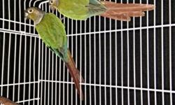 Proven pair of Green Cheek Conures $250.00 Pair.
5-6 years old Male Yellow Sided Female Cinnamon
Sex linked babies normal males & Yellow sided females
large clutches 5+ babies - Working the nest box now.
Moved to a smaller cage to get better pictures.
no