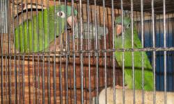 Beautiful proven pair of Green Quaker's. Believed to be around 5 to 6 years old. I have had them for 2 years. Male is tame once out of cage away from female. Both talkers. Great pair. Looking to breed bigger birds. Cage is not included in this sale.