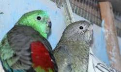 1 PROVEN PAIR OF GREEN RUMPED PARROTLETS, UNIQUE, SMALLER THAN REGULAR PAROTLETS,
________$250 EACH PAIR___________ AND 2 PROVEN SINGLE MALE $150 EACH
3 PROVEN PAIRS RED RUMPED PARAKEETS