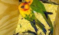 AJ aviary
We are selling this pair they are very tame both of them and very playful.excellent pair!!!!!
Prices is firm!!!!
AJ-aviary
Good pairs excellent parents,reason for selling is?we are down sizing the aviary.
?Please feel free to email or texts,