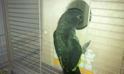 I have a pair of Meyers Parrots that are proven by previous owner. I do have their DNA paperwork. Really looking to trade for a pair of Senegal Parrots but will sell for the right price. Female is working the nest box so I would like to sell or trade