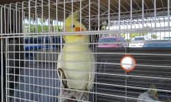 I have a proven pair of cockatiels for sale the male is a lutino and the female is a cinammon pied gave great babies great price call 813-900-4729 thanks !