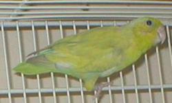 PROVEN PAIR OF PASTEL PARROTLETS.. EXCELLENT PARENTS.. HEALTHY AND IN PERFECT FEATHER..
MALE IS BLUE PIED PASTEL
FEMALE IS GREEN SPLIT TO PASTEL
THESE BIRDS ARE FOR BREEDING PURPOSES. THEY ARE NOT HANDTAMED.
MESSAGE ME FOR DETAILS.
