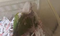 I have a 3-4 year old pair of pineapple counre for sale. They have three babies right now and will be ready to go again in a short time. This birds are clean, healthy and have absolutely no problems whatsoever. I have to move by the end of the month so