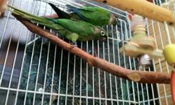 Proven pair of pineapple green cheek conures
$350 Pair
Will consider trades for Pairs of parrotletts, Pairs of red rumps , Male Lutino princess of wales or let me know what you may have to trade?
Frank
818 462 4071