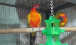 PROVEN PAIR OF SUN CONURES. THE MALE IS 8 YRS OLD AND THE FEMALE IS 7 YRS OLD. VERY GOOD PARENTS, WILL SIT AND FEED THE BABIES. THEY HAVE 2-3 CLUTCHES PER YEAR WITH AN AVERAGE OF 3 BABIES PER CLUTCH.
SORRY, NOT ABLE TO SHIP AT THIS TIME. BIRDS MUST BE