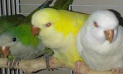 Selling my proven pair quakers. They are about three years old and were great parents to their first clutch. The mom is a pallid green and the dad is pallid blue. You can get from them colors of pallid blue, white and yellow. I have kept one of their