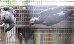 Proven pairs of African Grey Congo Camaroon $1500
Tamed citron cockatoo $799
Tamed Huge Greenwing Macaw $998
Rare Female Panamanian Amazons$799
Proven pair of choco blue front Amazons $850
Single female double yellow amazon Female $800
Female Yellow Naped