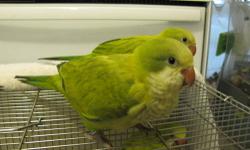Due to medical, I am forced to sell my Beautiful Proven Productive Pairs of Quaker Parrots. Sadly!!!!
1 Red Eyed Cinnamon single female, 1 pair that are both G/B/C. I also have some singles. Green Pallid (dark eyed Cinnamon).
Please call for more info. I