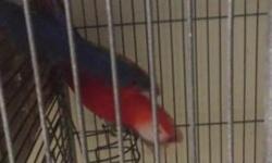 Proven pear scarlet macaw price $2250.00 must sell I am moving can't go with me call me 347 432 8893