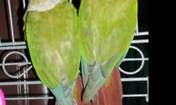 pretty full feather conures 4 and 5 yrs old male tame call 330 459 5331 350.00 with med. cage akron ohio