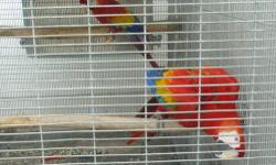 I Have A Beautiful Proven Scarlet Macaw Pair For Sale.
12 Years Old
Perfect Feather & Health Comes With Cage & Nest Box.
For More information Please Call
4075567552
I Have Another Beautiful Scarlet Macaw Pair That Is Proven As Well.
The Female Is A Little