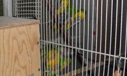 Pair of proven Senegal Parrots; male is named Archie, female is Edith. This pair has produced multiple clutches for me; usually at least one clutch per year. They are good parents and have raised chicks until I pulled for hand rearing after a couple of