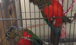 Very nice young Proven pair of Crimson Bellied Conures. Only for sale since they are related to my other crimson pair. They have really sweet babies and gave me 6 babies their first clutch. Male is 2 years old and female is 1.5 years old. $1200 firm for