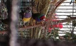 Hi i have lady gouldians finches males & females red head & blak head pair $190 re-homing fee ablo espanol. for more infor please call or text (602-499-0503 thank you