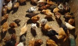 Pullets/Hens 3 Months Old: NO ROOSTERS! GUARANTEED!
If you accidentally buy a cockerel from me you can bring it back for a $10 credit towards pullets.
If you currently have full grown roosters, I will give you a $3 credit for each one.
Every Monday the