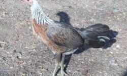 These young hens are as good as they come. I have 6 reds and 2 greys. They are $100 each. I also have a some young stags that are 3 or 4 months old (not shown in pics) they are the same price. Well worth the money. Send me an email with your phone number