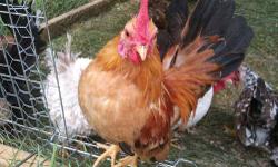 ABOUT PUMPKIN
Pumpkin hatched March 2, 2013. He's a smooth (feathered) Black Tailed Buff Serama rooster with a curious, independent, but sweet personality. He loves to dig at the grass, perch as high as he can, and see what his humans are up to. He's a