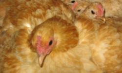 We will not be shipping until this fall 2014
Conservators Nankin Bantam Fowl has a diverse breeding stock of pure bread Nankin Bantam Fowl. Breeding stock collected from Alabama, California, Oregon and Washington. Our Nankin is rose comb and straight comb