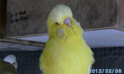 pure bred English budgies. all colors. all mutations.
$35 - $50