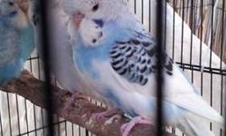 Pure Young English budgies, many color to choose from, about 2 months old, very healthy and nice. Price start at $15 each ( the $15 birds will be gone fast) No email please