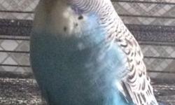 Hello guys, the breeding season is over and now I'm trying to reduce my flock and sell Pure English Budgies. They are very big, nice feather, good health, and very colorful birds. Green, blue, opaline and cinnamon colors are available; they are banded in