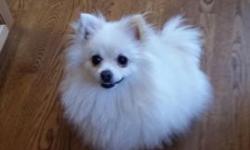 Pure breed Pomeranian got from a special breeder, both parents pure pom & are registered with AKC. supercute, kids fiendly, trained and gets a lot of attention .