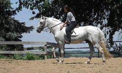 - Pure Spanish Andalusian Stallion - Double bred Legionario III (100% Cartujano Andalusian) - Correct in every way and is a proven producer with many amazing foals from several crosses - His foals carry the Spanish features and exhibit the amazing