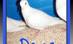 I have pure white doves for sale. All the doves available have been hatched this year. There are both males & females. Doves are quiet and calm birds. Plus they are not seed throwers. :) They are $20.00 each or 2 for $35.00. Great starter birds for