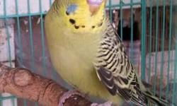 Young pure English budgies. They are njce healthy and ypung.many color to choise from. Price start at $15 each.