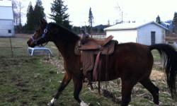Moving and need to find a good home for Krissy our green broke 11 yr old Arab Mare. She has been owned by my 10yr old daughter since Sept of 2011 and she has ridden her around the pasture and yard. Before we got her she had never had a saddle on her