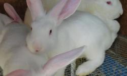 PUREBRED PEDIGREED FLEMISH GIANT RABBITS!
12 WEEKS OLD
2 RED EYED WHITE DOES
2 BROWN EYED BUCKS
1 BROWN EYED DOE
BOTH PARENTS ARE WHITE AND COME FROM A FAWN LINE
BOTH CARRY BLUE EYES IN BLOODLINE.
THEY WEIGH APPROX 18LBS AND ARE ON SITE.
MAKE EXCELLENT