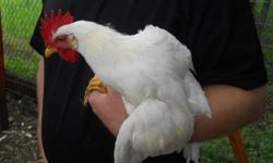 This cockerel has not yet started crowing, but has all the looks of a rooster and is already covering hens. He has not shown any aggression towards people or dogs, and is tolerant of children. He is only 6 months old and very nice looking. He is a little