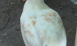 Purebred Muscovy hens. Laying right now.
832 797 8637 $30 each.