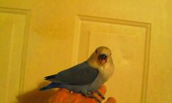 I have a white face violet ready for a new loving Family. Very sweet and hand tame was hand fed.
We take pride in raising our babies to be very sweet and loving. all are on the best diets available.
Our birds are not only our pets but our Hobby as well,