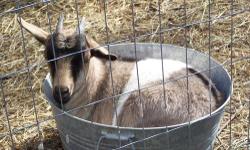 1 female pygmy goat under a yr old,2 neutered males around a yr old...$50 a pc. They are pets. They need a home soon,would like to keep the males together,but not a must.they are not mean at all,but they are skiddish.have been around
