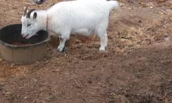 Very small goats. For pets only, to small for food purposes, White & brown, sweet babies. 704-857-3003