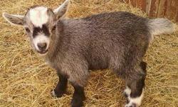 Pygmy goats for sale. I have one baby black & white male $70. I have 3 female baby goats black & white, grey & white, & white. $100.
These are true pygmy goats bread for there small size. Parents are 15 inches or less at shoulder. these goats will stay