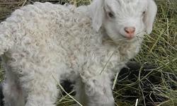 We have a few Spring Pygora Goat babies to offer for sale.
Pygoras are the best choice if you want a return on your investment!
Pygoras make great pets for children and adults. They are smaller than dairy breeds, but larger than Pygmy or dwarf breeds, and