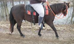 2yr old, 14.1hh, Double Registered, Tennesse Walker X Quarter Horse. Ridden for the first time on April 14, 2013, and again on the 15th & 16th. Never bucked, or reared. Flexes, stops, turns, backs, walks, trots, gaits under saddle, will canter I just