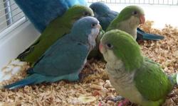 We have 2 green quaker babies at $199.00 each. Can be seen at Little Critters Pet Center at Freetown Road In Raymond NH.