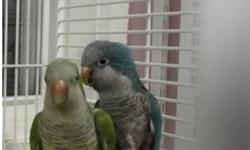 QUAKER BREEDER PAIR, Male is Green, 5 years old, Female is Green 2 years old. Water bottle trained. They do not come with a cage. SORRY NO SHIPPING. Cash Only, asking $200.00