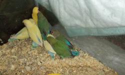 I have new baby lovebirds available in a variety of colors, Hand fed and weaned , ready for new homes. 50.00 Contact me for other birds available, such as
cockatiels, 65.00
quakers,125.00
green cheek conures150.00 and up depending on mutation.
If I don't